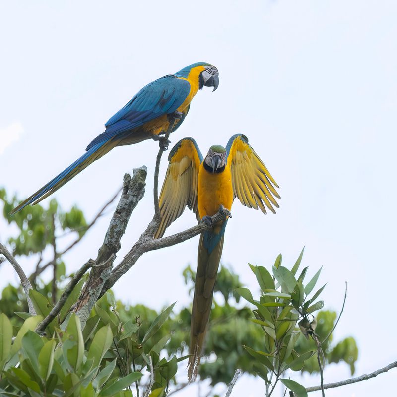 Blue-and-yellow Macaw