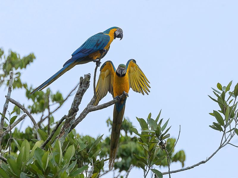Blue-and-yellow Macaw