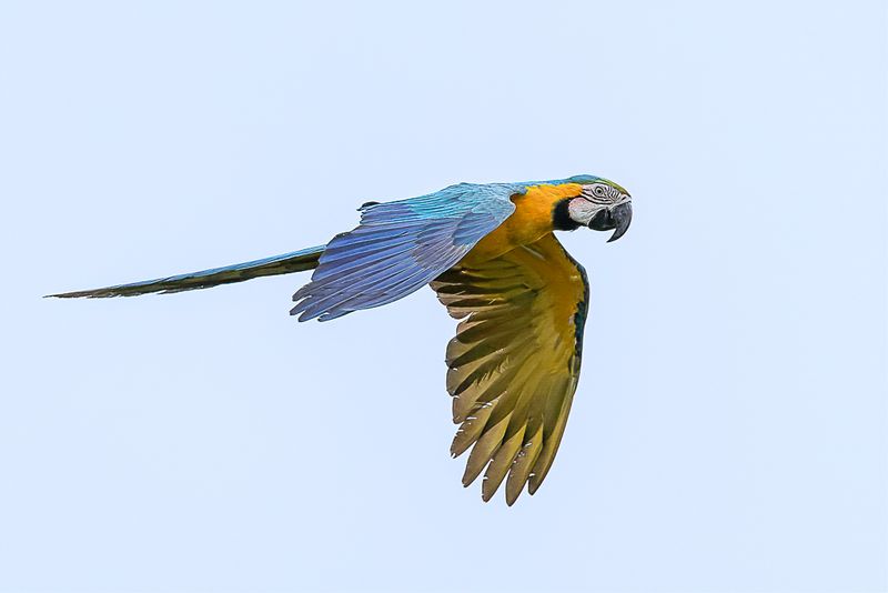 Blue-and-yellow Macaw