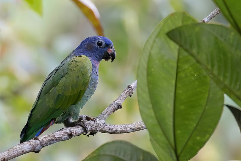 Blue-headed Parrot