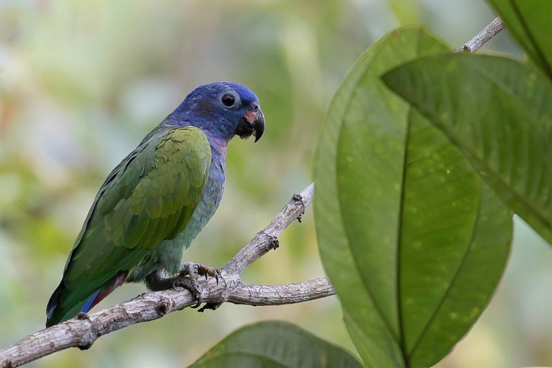 Blue-headed Parrot