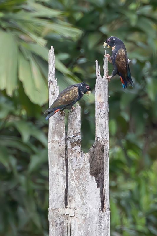 Bronze-winged Parrot