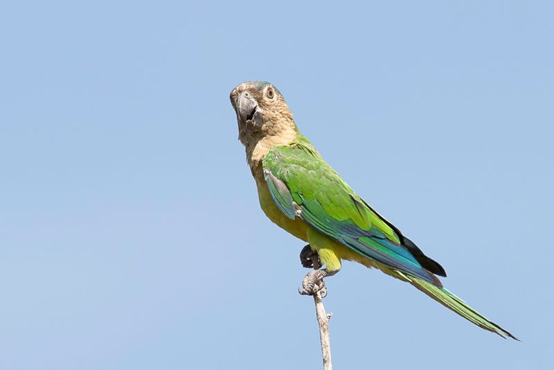 Brown-throated Parakeet