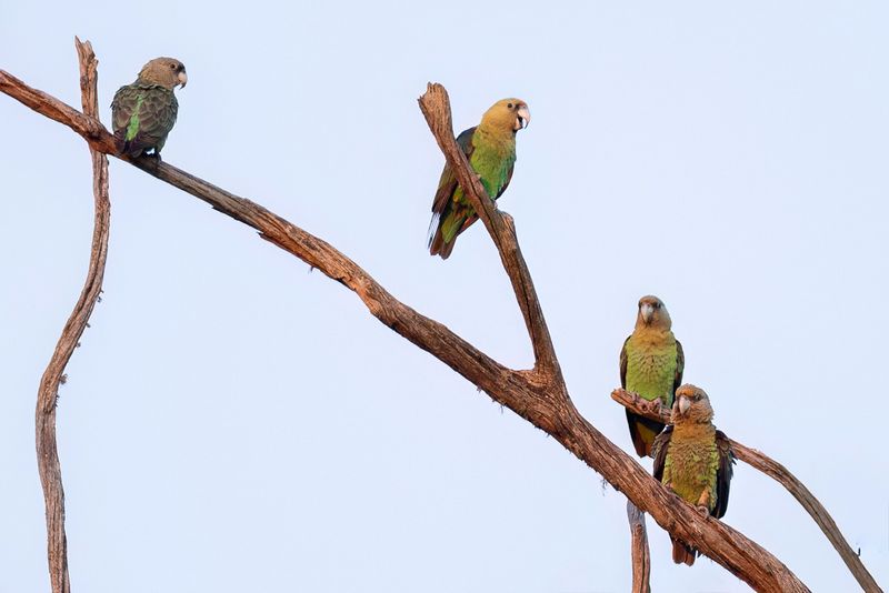 Cape Parrot