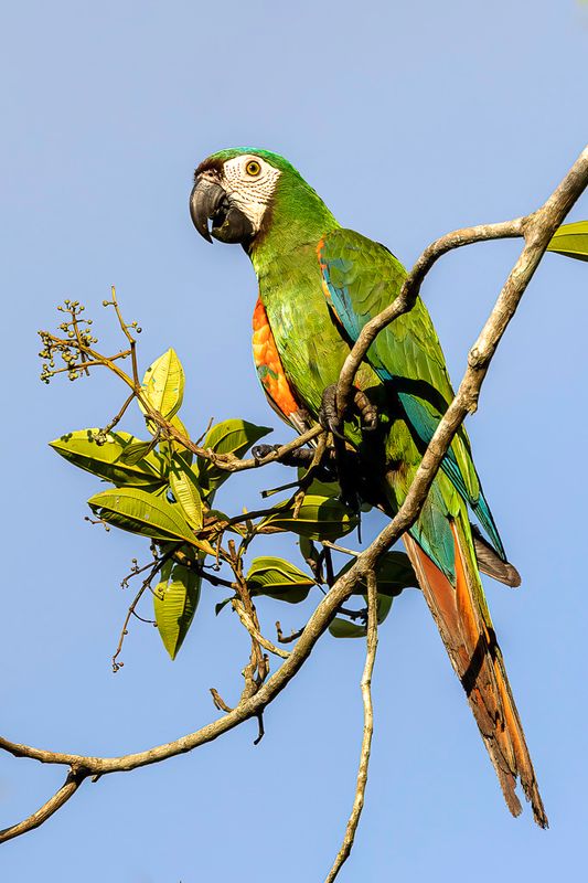 Chestnut-fronted Macaw