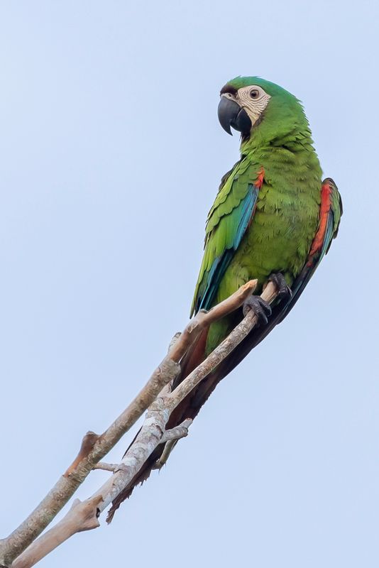 Chestnut-fronted Macaw