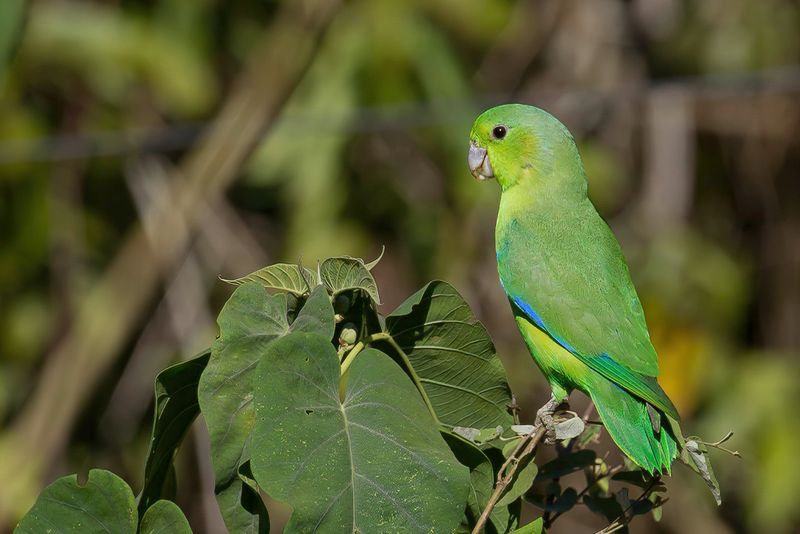 Cobalt-rumped Parrotlet
