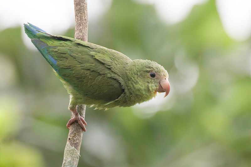 Cobalt-winged Parakeet