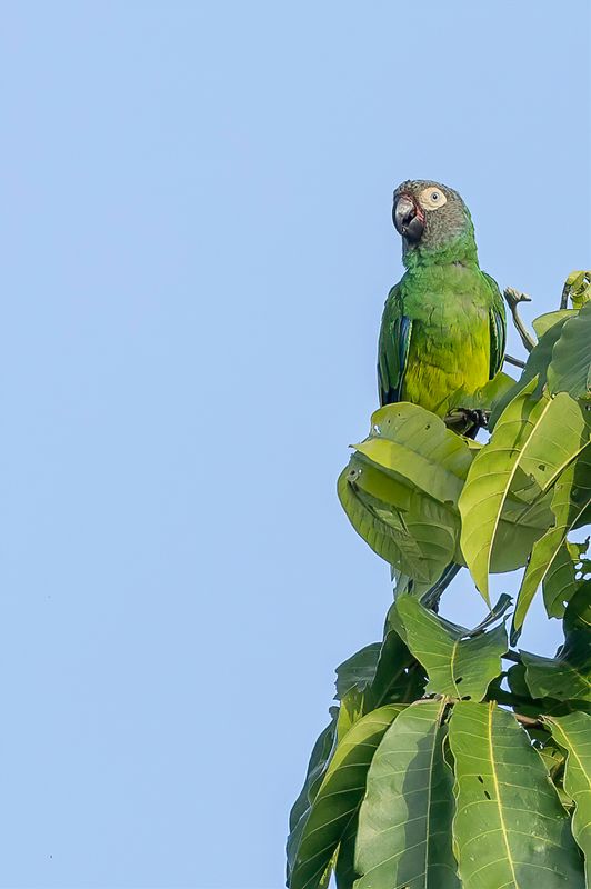 Dusky-headed Parakeet