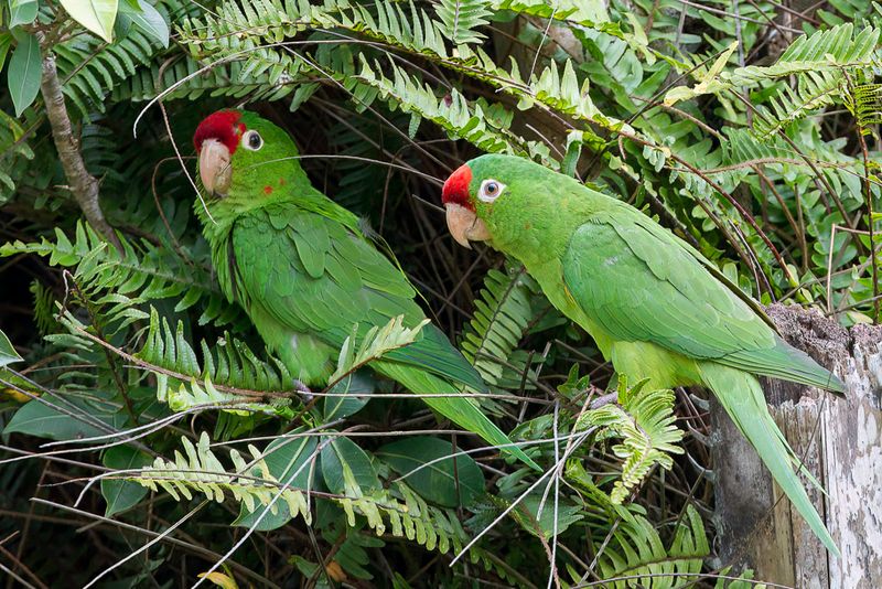 Finsch's Parakeet