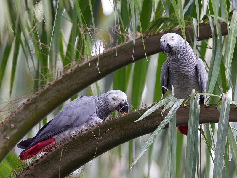 Grey Parrot