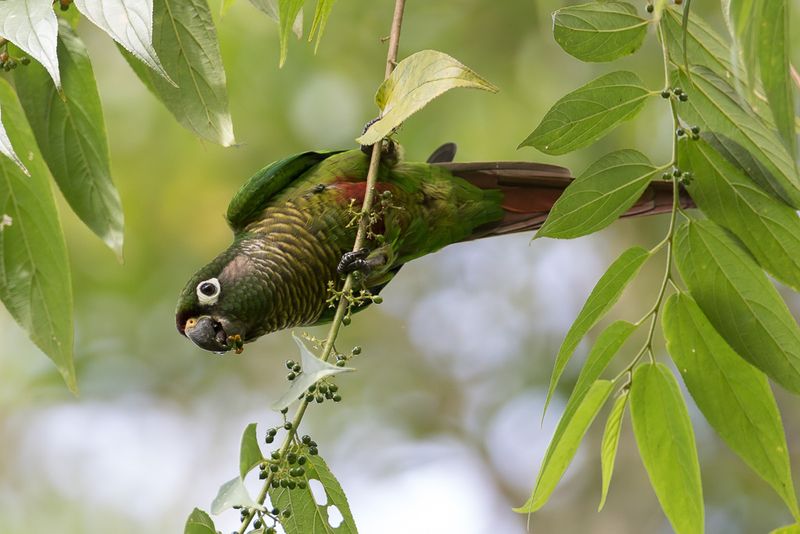Maroon-bellied Parakeet