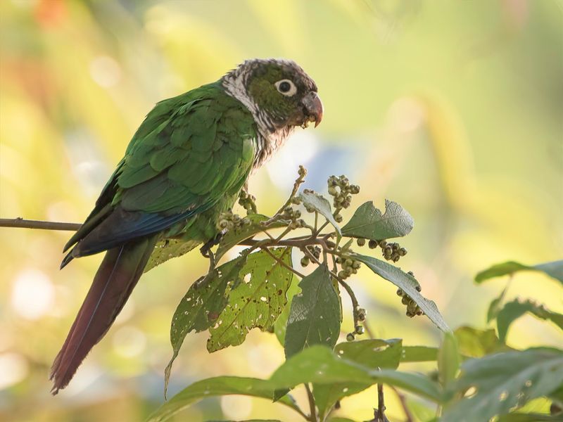 Maroon-tailed Parakeet