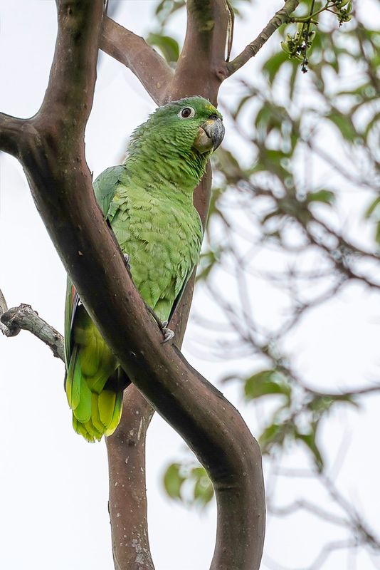 Mealy Amazon