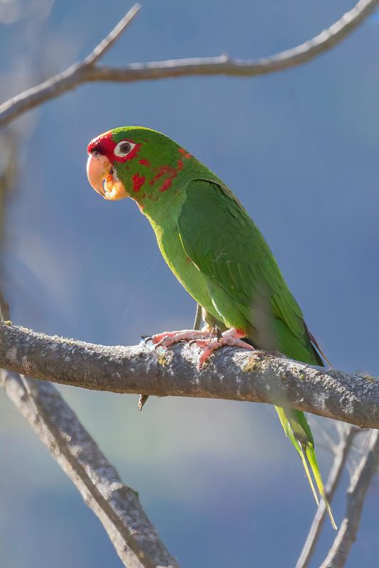 Mitred Parakeet