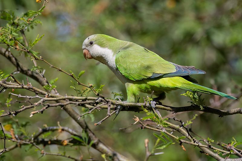 Monk Parakeet