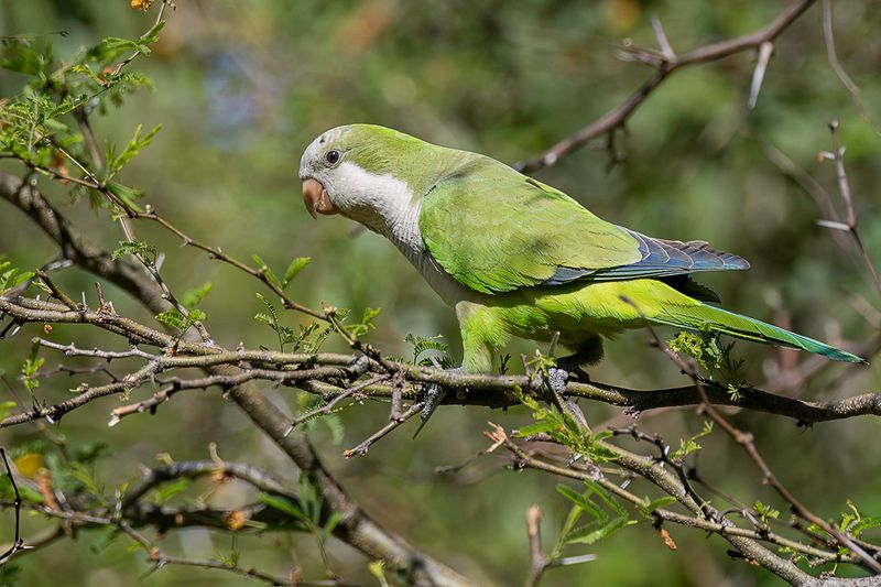 Monk Parakeet