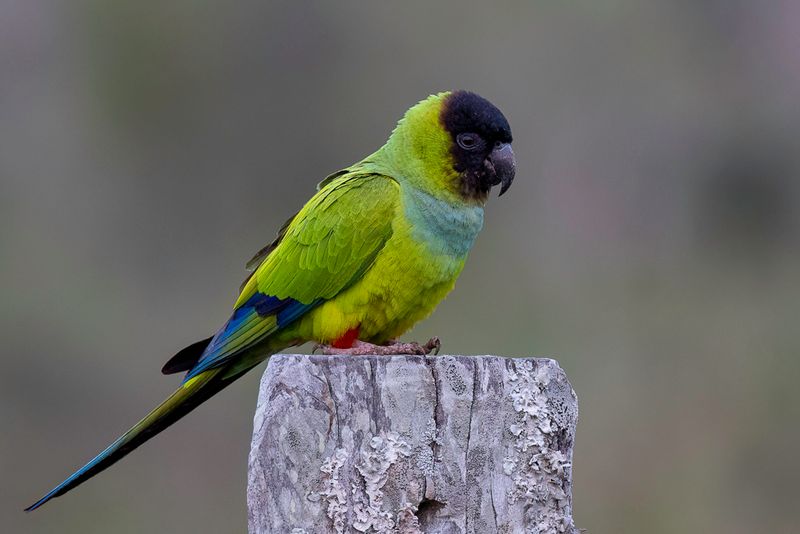 Nanday Parakeet