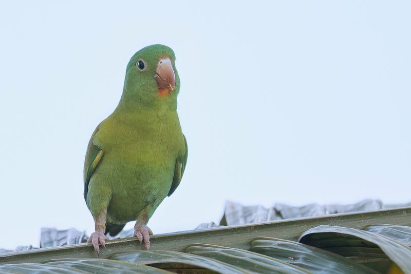 Orange-chinned Parakeet