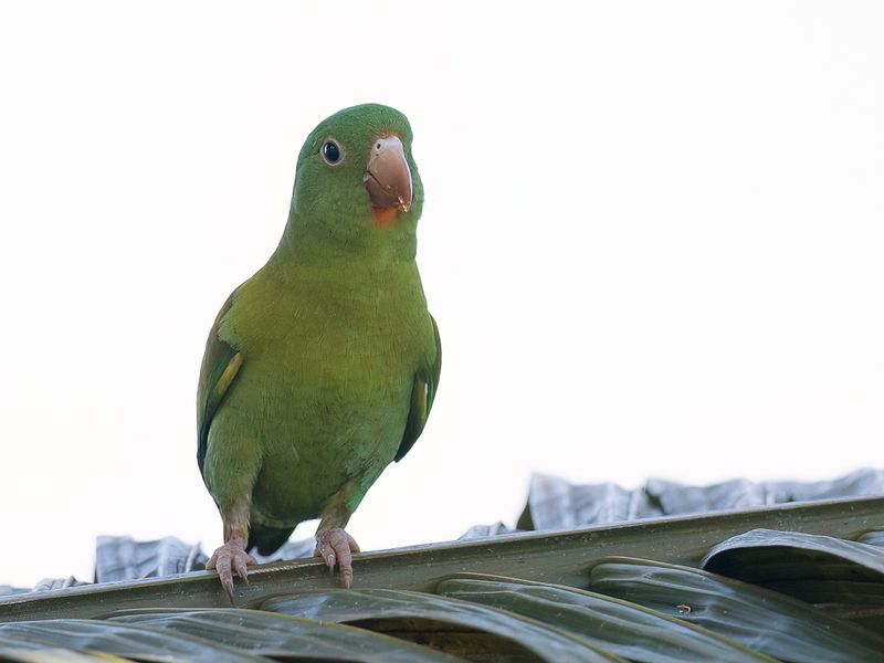 Orange-chinned Parakeet