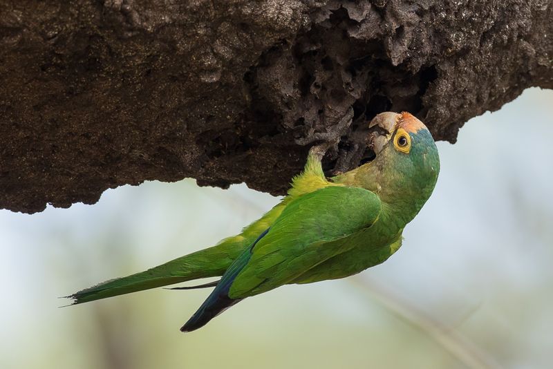 Orange-fronted Parakeet