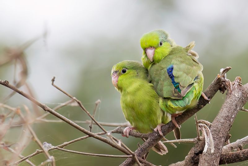 Pacific Parrotlet