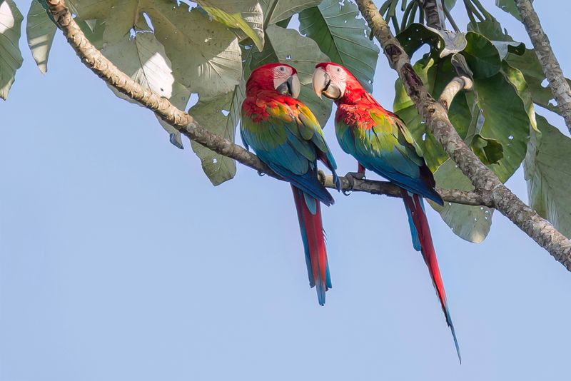 Red-and-green Macaw