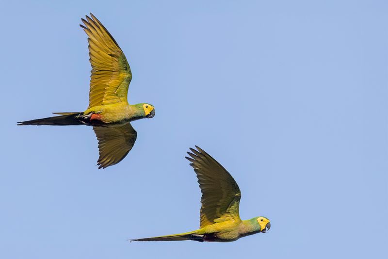 Red-bellied Macaw