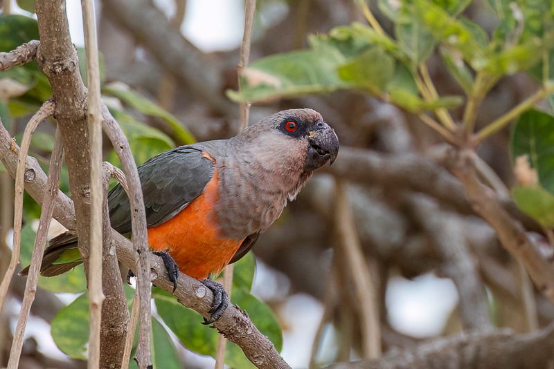 Red-bellied Parrot