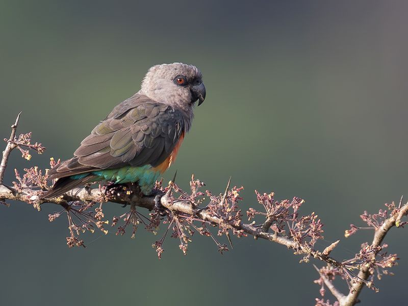 Red-bellied Parrot
