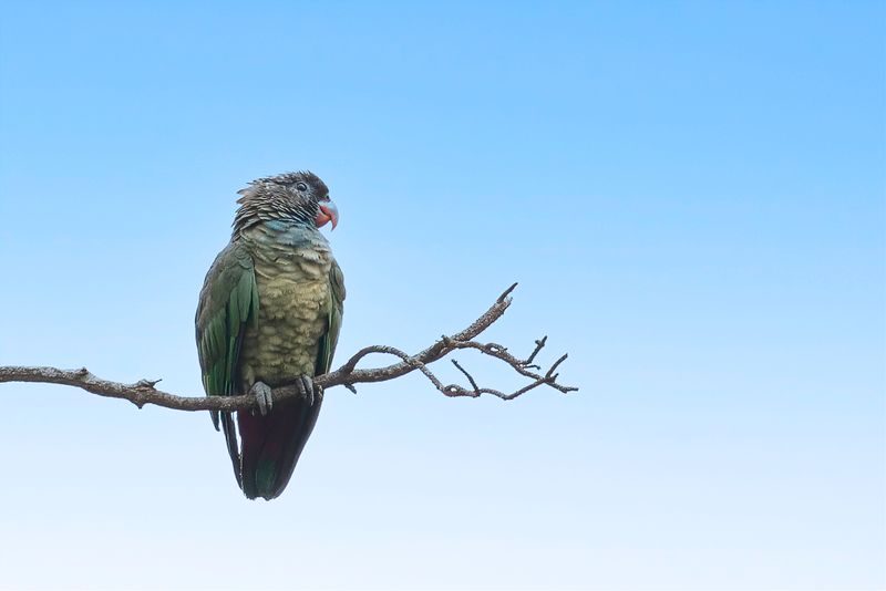 Red-billed Parrot