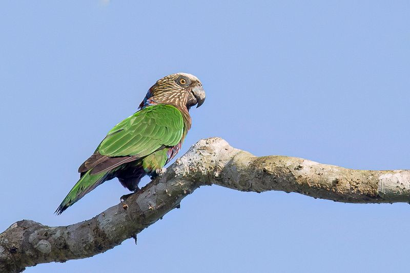 Red-fan Parrot