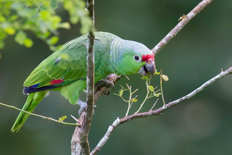 Red-lored Amazon