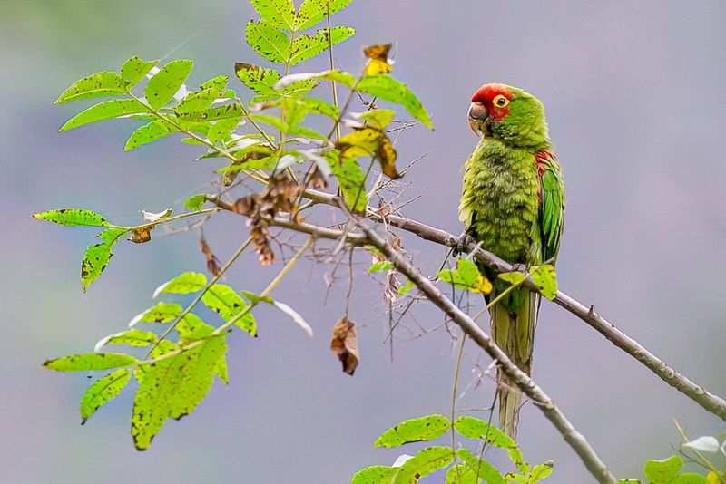 Red-masked Parakeet