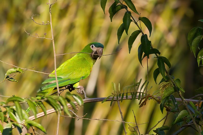 Red-shouldered Macaw