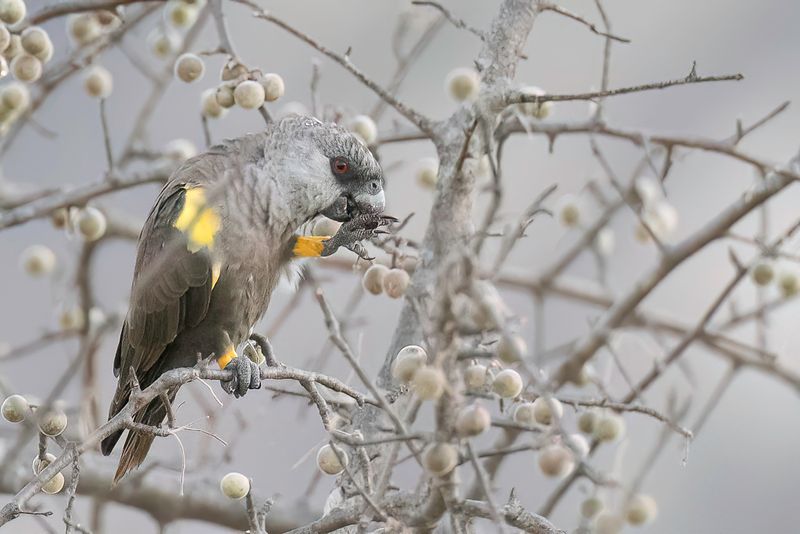 Rppell's Parrot