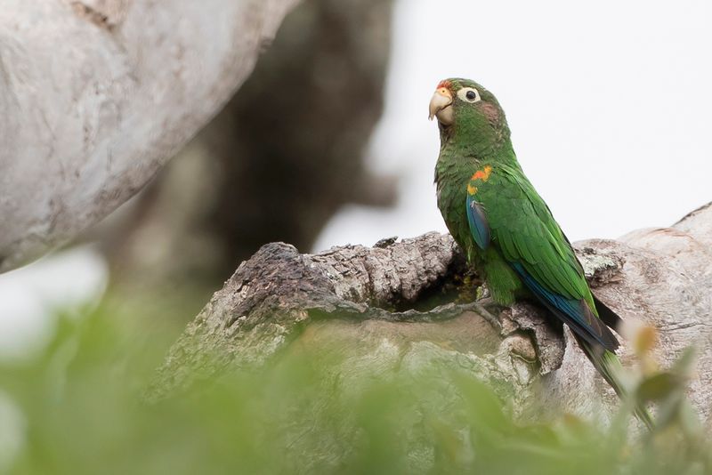 Santa Marta Parakeet