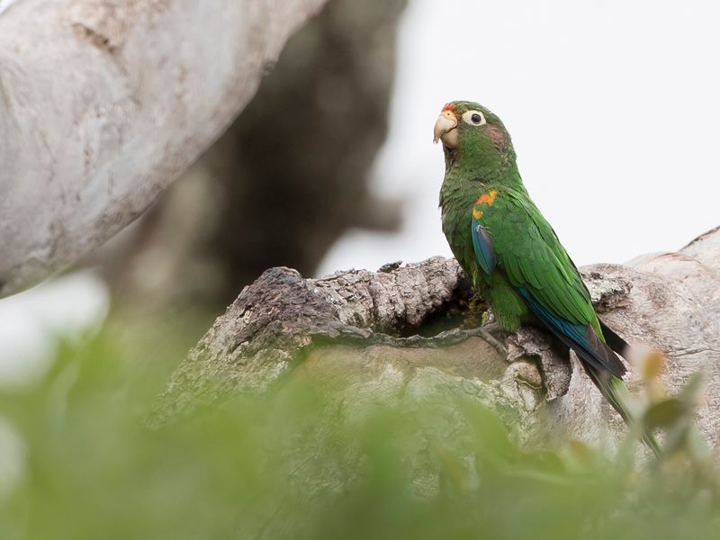 Santa Marta Parakeet