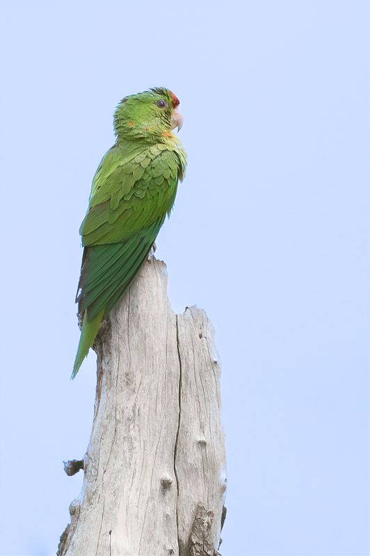Scarlet-fronted Parakeet