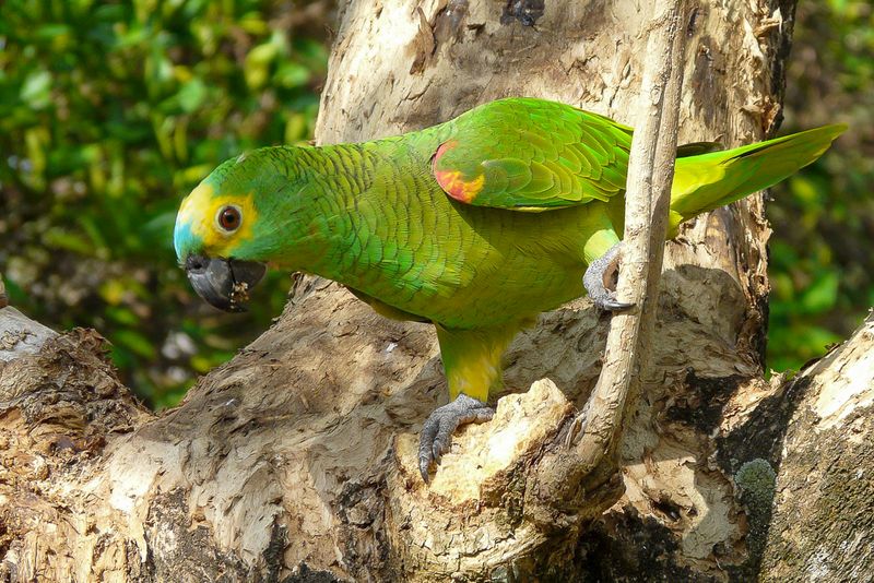 Turquoise-fronted Amazon
