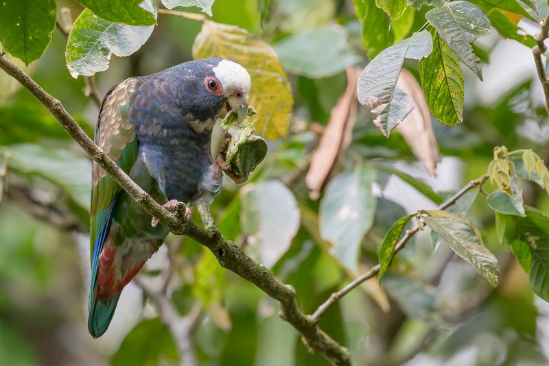 White-crowned Parrot