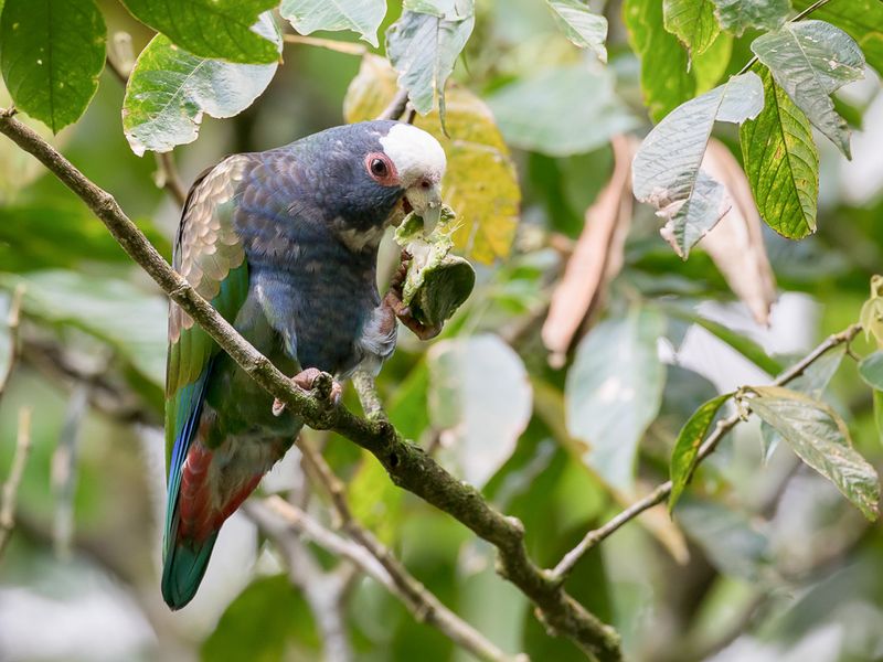 White-crowned Parrot