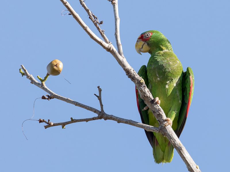 White-fronted Amazon