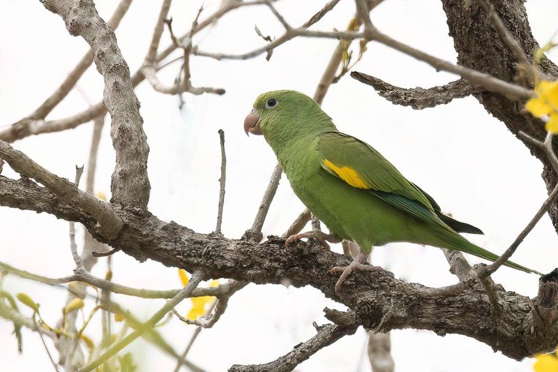 Yellow-chevroned Parakeet
