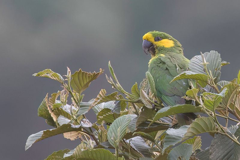 Yellow-eared Parrot