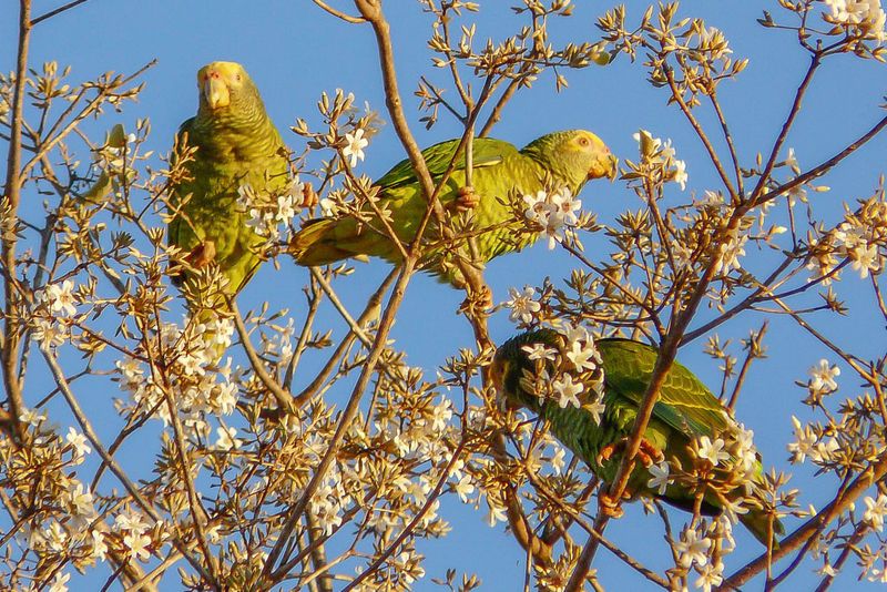Yellow-faced Parrot