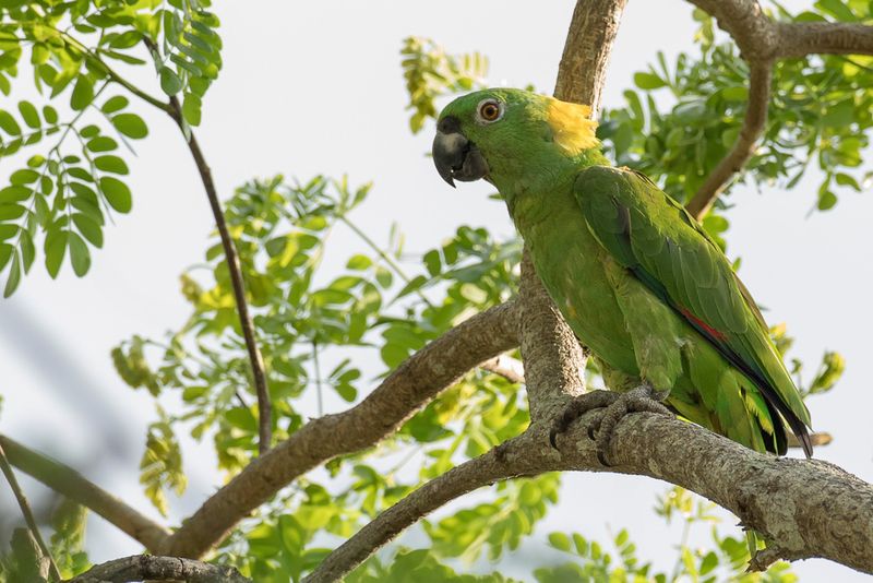Yellow-naped Amazon