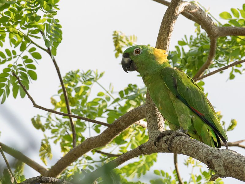 Yellow-naped Amazon