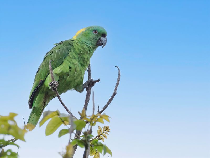 Yellow-naped Amazon