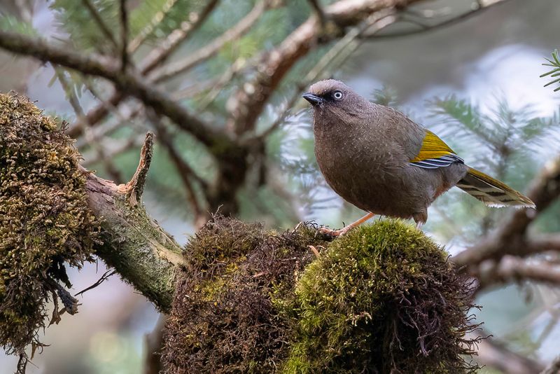 Elliots Laughingthrush - Elliots Lijstergaai - Garrulaxe dElliot